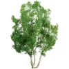 Trains|JTT Scenery Products 94258 N 3" Professional Snow Gum Tree, (Pack of 2) - Model Train Junction: Quality Parts and Art Supplies